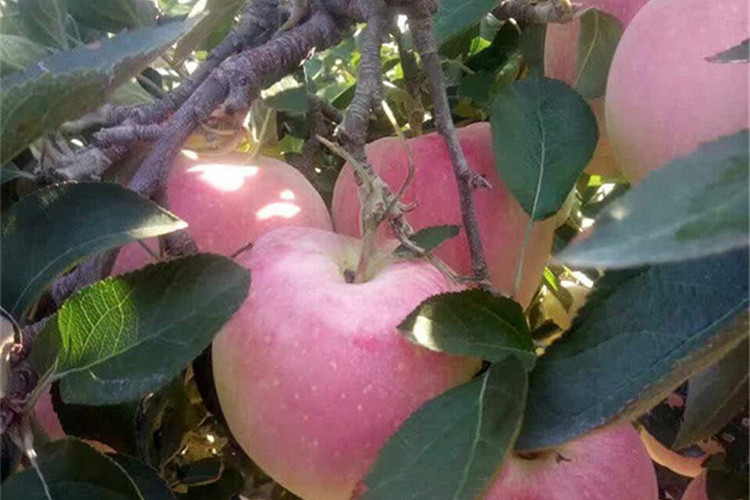 紅圓錐果 紅圓錐果