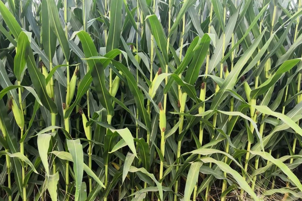 成單716 成單716