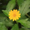 三裂蟛蜞菊