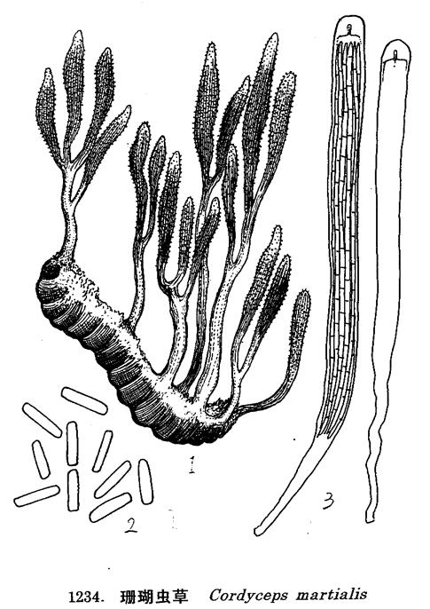 珊瑚蟲草