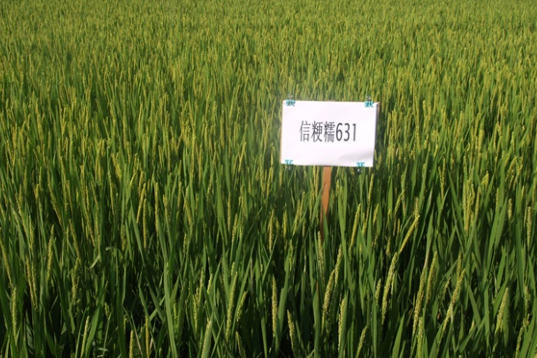 信粳糯631 信粳糯631