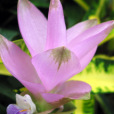 姜科(芭蕉目下的一科) 姜科(芭蕉目下的一科)