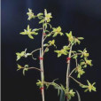 兜鞘垂頭菊 兜鞘垂頭菊