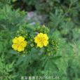 垂花委陵菜 垂花委陵菜