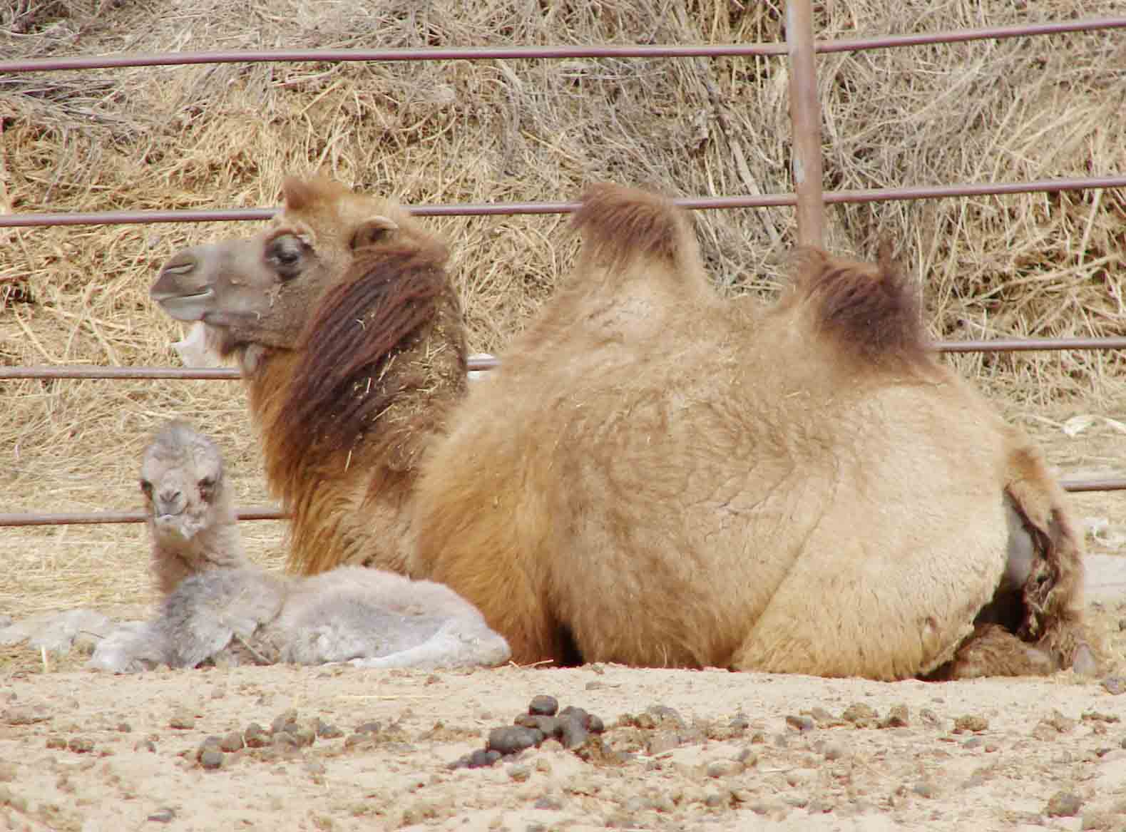 神州荒漠野生動物園裡的野駱駝母子