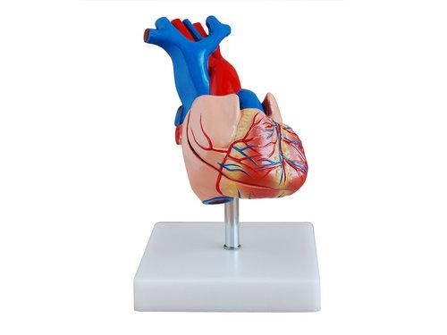 心臟模型