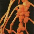 固氮細菌 固氮細菌