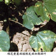 棉花黃萎病 棉花黃萎病