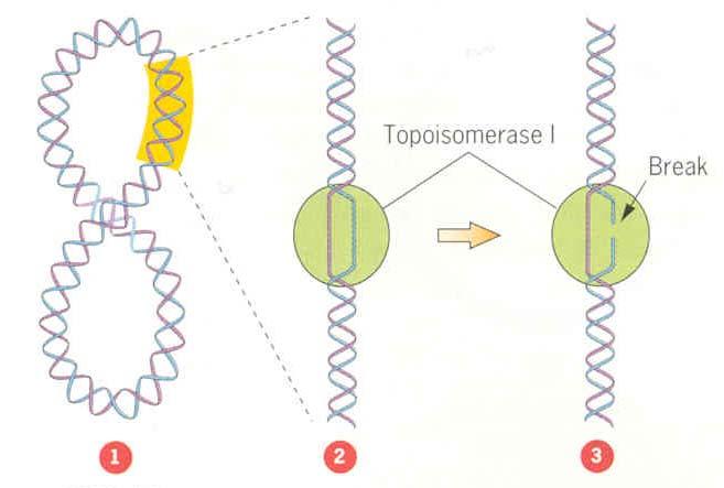 拓撲異構酶