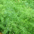 天門冬(天門冬目天門冬科植物)