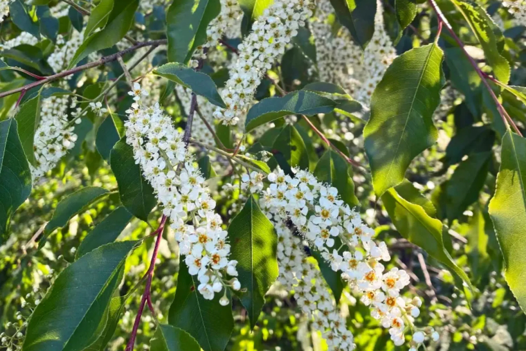 晚花稠李 晚花稠李