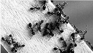 火蟻啃食木頭