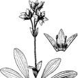 華北獐牙菜 華北獐牙菜