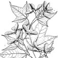 小果嶺南槭 小果嶺南槭