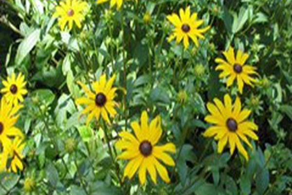 Rudbeckia fulgida var. umbrosa Rudbeckia fulgida var. umbrosa