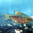 捆邊魚 捆邊魚