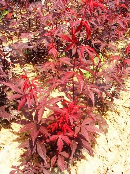 歐羅紅楓 歐羅紅楓