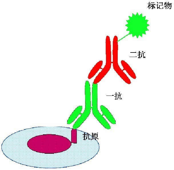 免疫細胞化學法