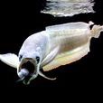 美洲龍魚 美洲龍魚
