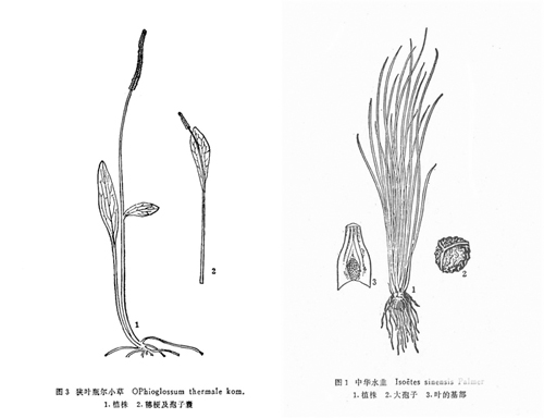中國植物圖譜資料庫