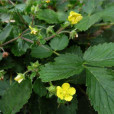 菊葉委陵菜(叉菊萎陵菜) 菊葉委陵菜(叉菊萎陵菜)