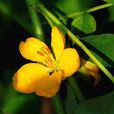 決明(豆科決明屬植物)