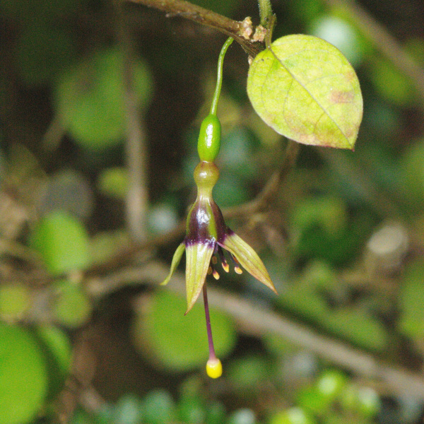 Fuchsia perscandens